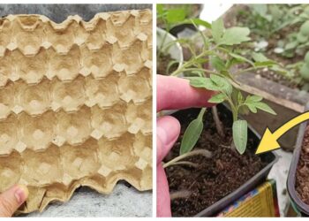 Paprastas triukas su kiaušinių dėklu: daigai sudygsta greičiau, nekainuoja nė cento