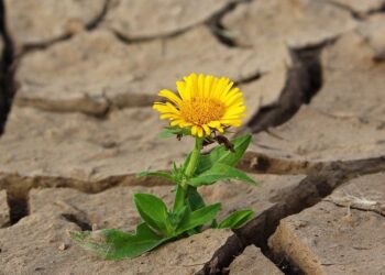 Mokslinis proveržis Kinijoje: bakterijos paverčia smėlį tvirtu paviršiumi
