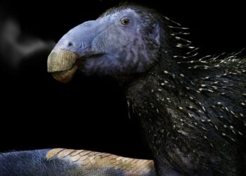 Kinijoje aptiktas ežiuką primenantis dinozauras su spygliuotais „šarvais“