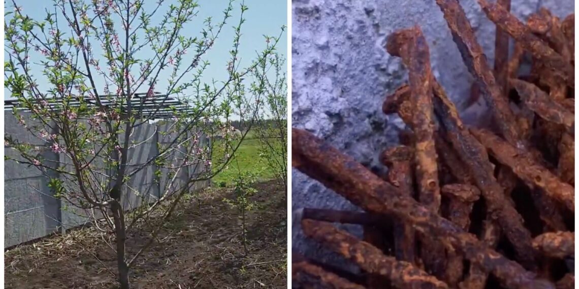 Kodėl sodininkai į žemę kasa surūdijusias vinis: triukas, kuris gali pagerinti derlių