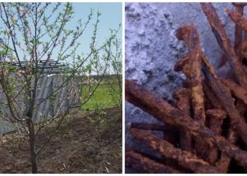 Kodėl sodininkai į žemę kasa surūdijusias vinis: triukas, kuris gali pagerinti derlių