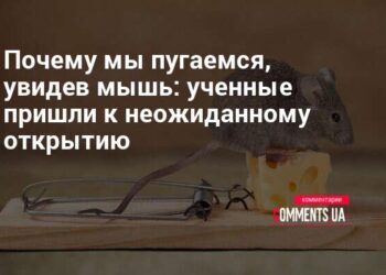 Maža pelė – didelė panika: mokslininkai paaiškino, kas vyksta galvoje