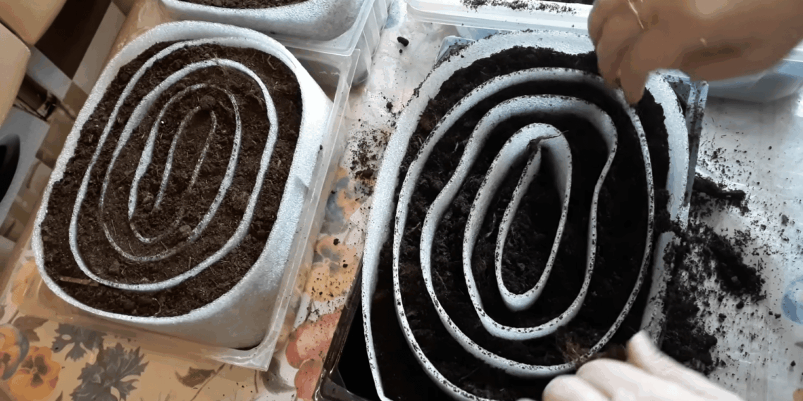 Kodėl patyrę daržininkai atsisako daigų stiklinėse: viena gudrybė ir daugiau vietos