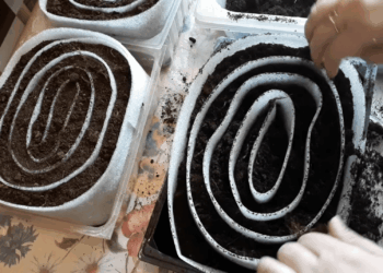 Kodėl patyrę daržininkai atsisako daigų stiklinėse: viena gudrybė ir daugiau vietos