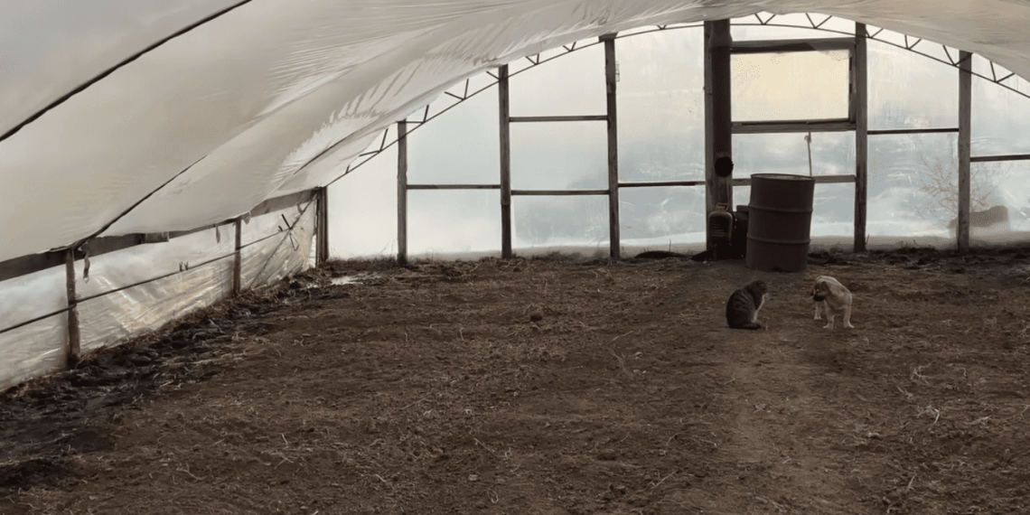 Šiltnamio plėvelė taps lyg nauja: paprastas ir beveik nieko nekainuojantis būdas