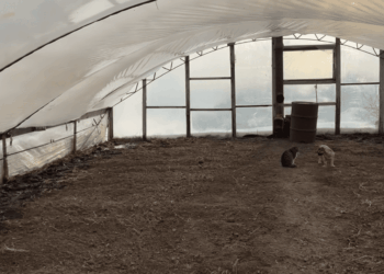 Šiltnamio plėvelė taps lyg nauja: paprastas ir beveik nieko nekainuojantis būdas