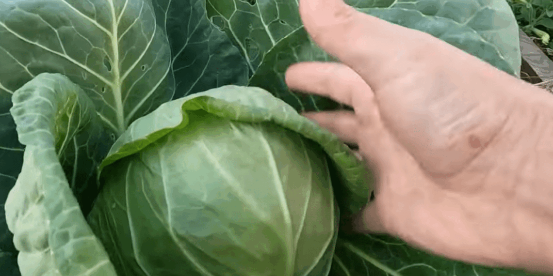 Neregėtas derlius be jokio vargo: 3 kopūstų hibridai, kurie daro stebuklus
