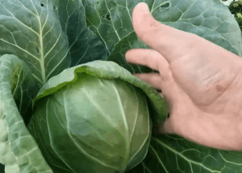 Neregėtas derlius be jokio vargo: 3 kopūstų hibridai, kurie daro stebuklus