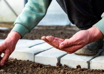 Kovas jau čia: jei nepasėsi dabar, derliaus gali ir nesulaukti