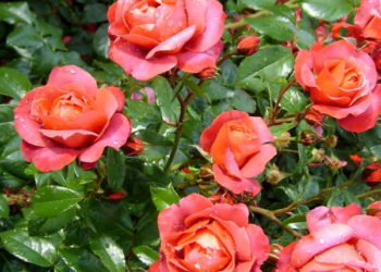 Sodininkai dažnai to nepastebi: šie augalai šalia rožių gali jas pražudyti