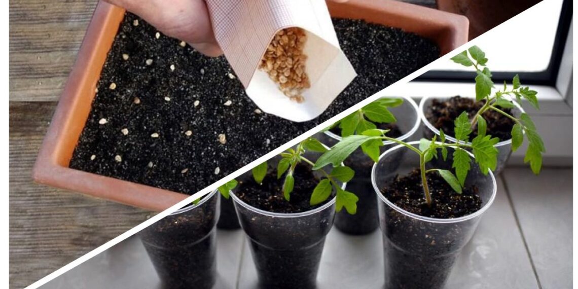 Ekspertai atskleidžia: kur išties verta pirkti daržovių sėklas?