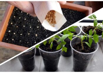 Ekspertai atskleidžia: kur išties verta pirkti daržovių sėklas?