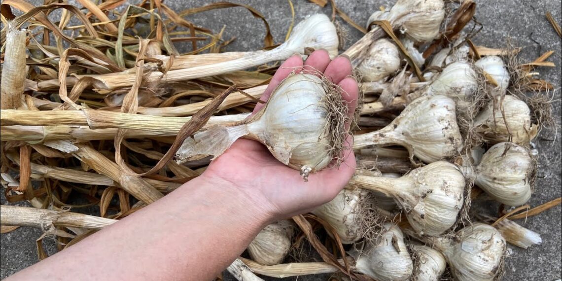 Laikote svogūnus namuose? Šis triukas padeda sustabdyti jų dygimą