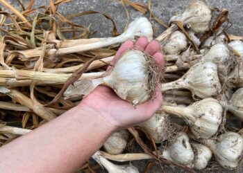 Laikote svogūnus namuose? Šis triukas padeda sustabdyti jų dygimą