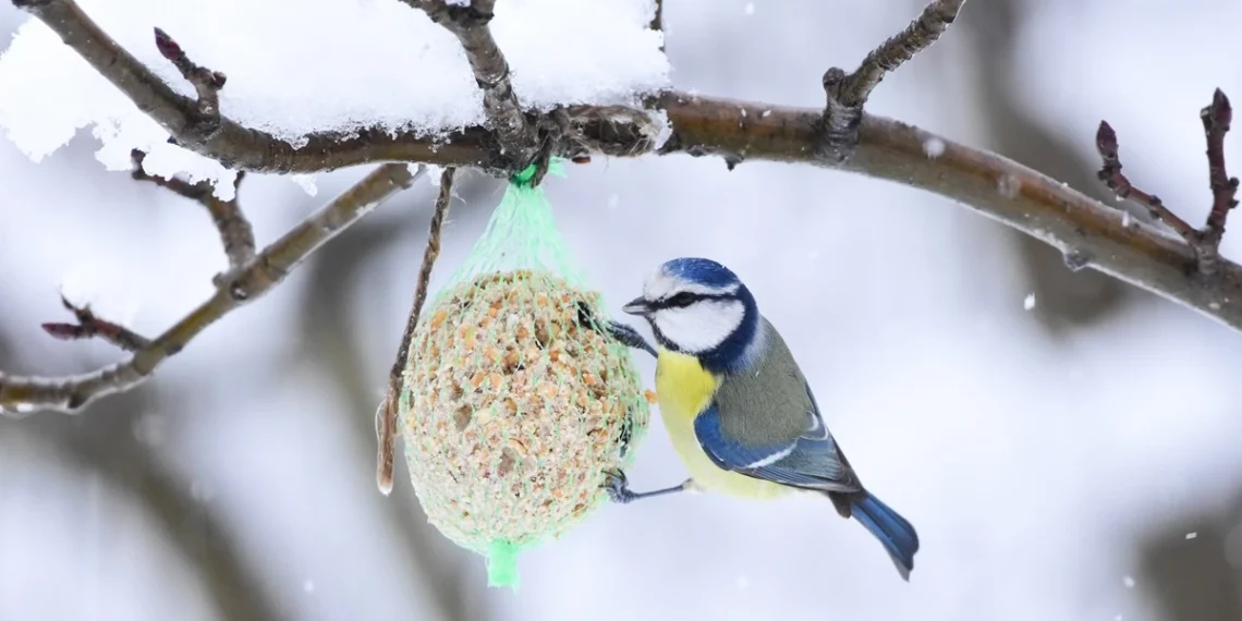 Lesinate paukščius? Šios klaidos gali jiems kainuoti gyvybę