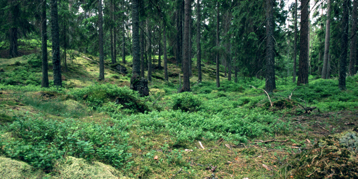 Klimato kaita perbraižo žemėlapį: borealiniai miškai juda poliaus link
