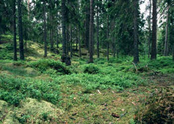 Klimato kaita perbraižo žemėlapį: borealiniai miškai juda poliaus link