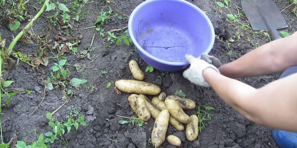 Lenkiškas bulvių sodinimo triukas „atvirkščiai“: derlius nustebins net skeptikus