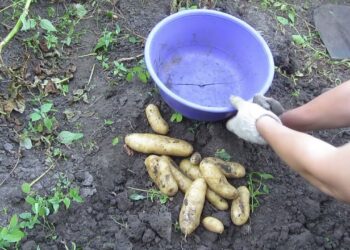 Lenkiškas bulvių sodinimo triukas „atvirkščiai“: derlius nustebins net skeptikus