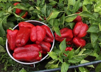 Kaip atgaivinti silpną papriką: paprastas triukas, kuris davė rezultatą