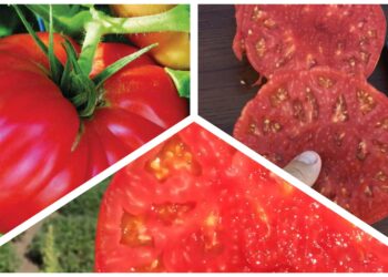 Sodininkai nustebę: ši pomidorų veislė iš vieno krūmo užaugina net 9 kg