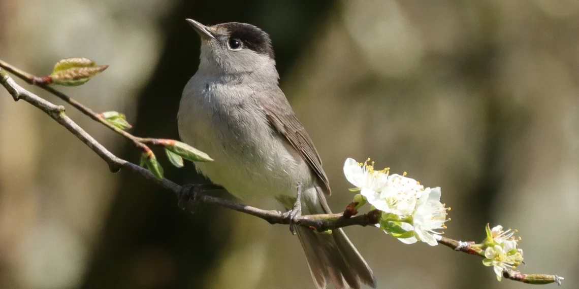 Lietuvos sodus užkariauja naujasis „fleitininkas“: metų paukščiu tapo devynbalsė
