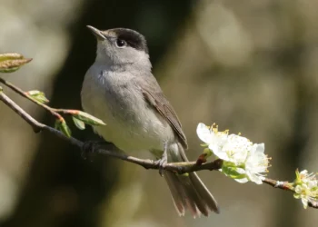 Lietuvos sodus užkariauja naujasis „fleitininkas“: metų paukščiu tapo devynbalsė