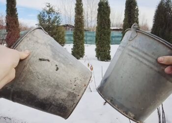 Neišmeskite senų kibirų: jie gali tapti nepakeičiamais pagalbininkais sode