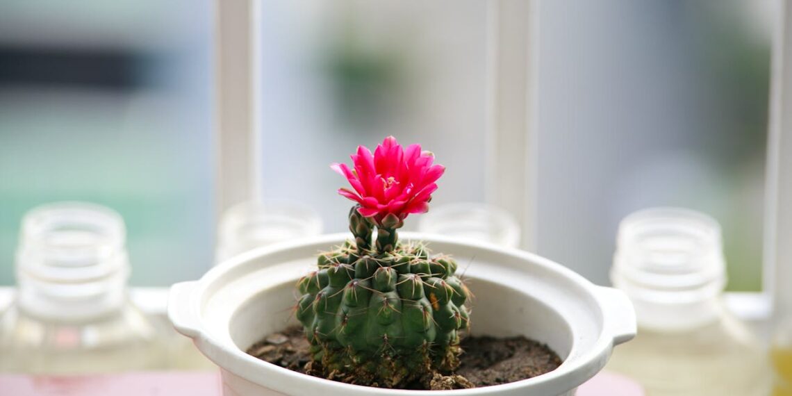 Metų metus nežydėjęs kaktusas sukrovė žiedus: paslaptis buvo paprasta