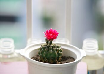 Metų metus nežydėjęs kaktusas sukrovė žiedus: paslaptis buvo paprasta