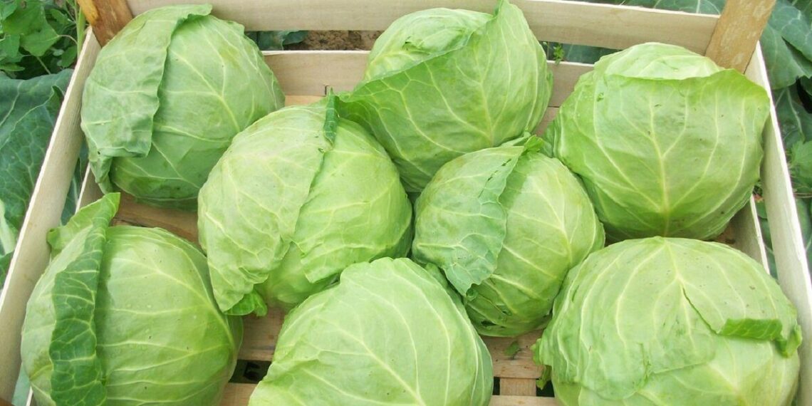 Mano kopūstai niekada netrūkinėja ir neserga: laistymo bei trąšų paslaptis, keičianti derlių