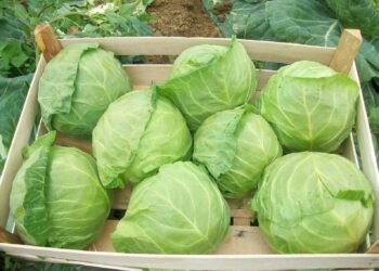 Mano kopūstai niekada netrūkinėja ir neserga: laistymo bei trąšų paslaptis, keičianti derlių