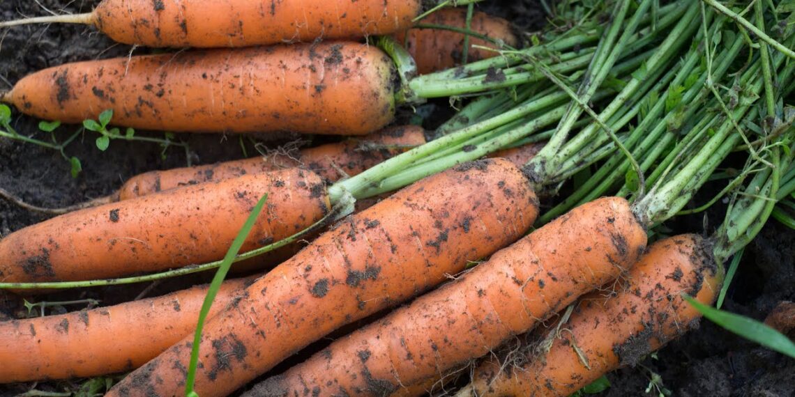 Lygios ir saldžios kaip cukrus: vienas žemės triukas, pakeitęs mano morkų derlių