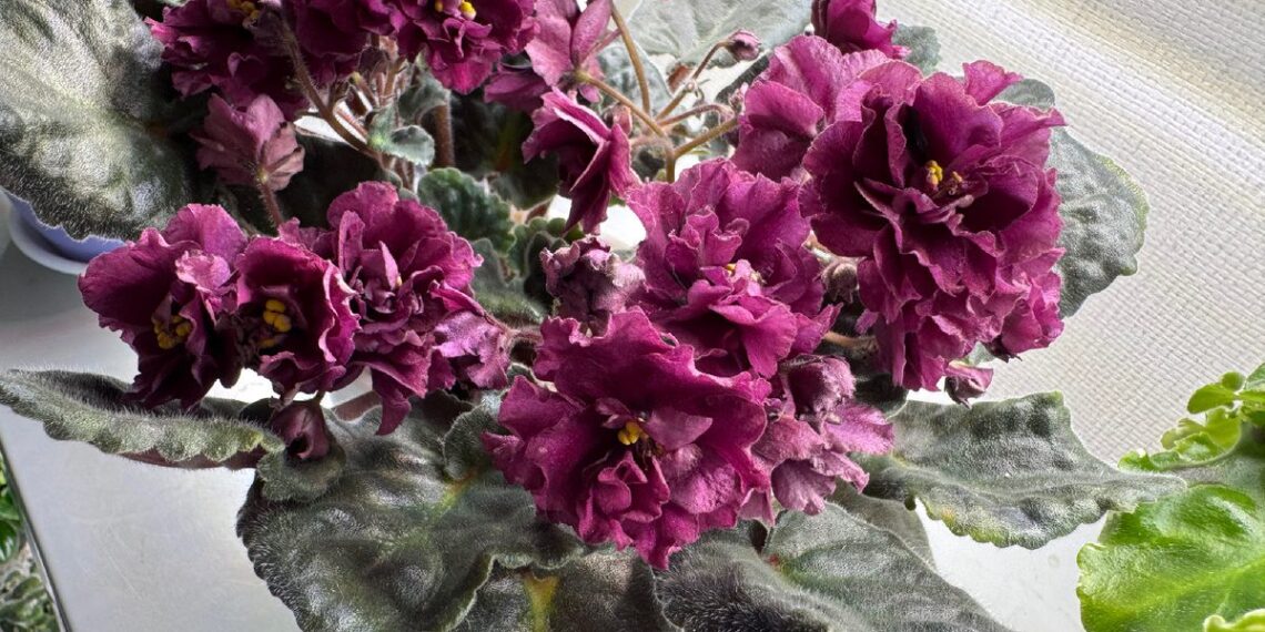 Pamirškite supuvusias našlaites: štai ką daro patyrę sodininkai