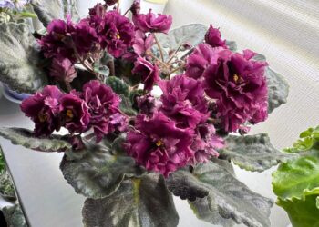 Pamirškite supuvusias našlaites: štai ką daro patyrę sodininkai