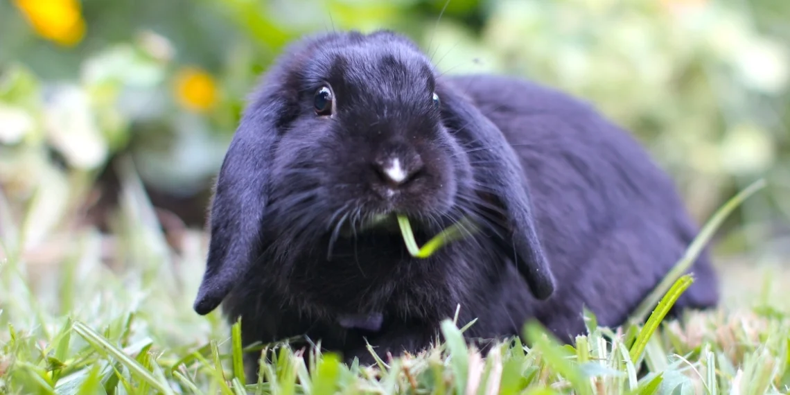 Nykštukiniai triušiai: mieli, bet labai trapūs – klaidos, kurios gali baigtis tragedija