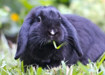 Nykštukiniai triušiai: mieli, bet labai trapūs – klaidos, kurios gali baigtis tragedija