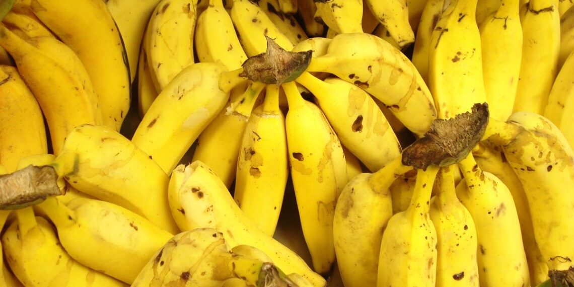 Mėgstamiausias vaisius – pavojuje: klastingas grybelis naikina bananus visame pasaulyje