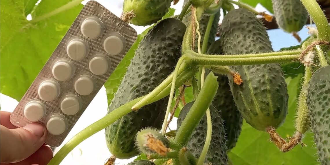 Paprastas triukas agurkams: dvi tabletės duobutėje ir itin gausus derlius