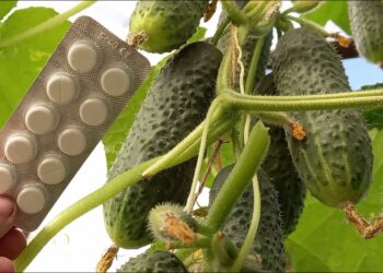 Paprastas triukas agurkams: dvi tabletės duobutėje ir itin gausus derlius