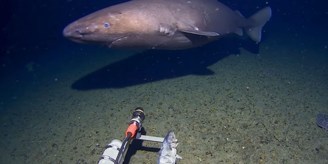 Antarktidos gelmėse – netikėtas radinys: pirmą kartą pastebėtas 4 metrų ryklys
