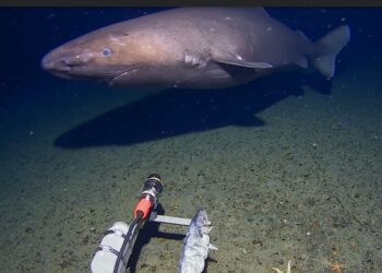Antarktidos gelmėse – netikėtas radinys: pirmą kartą pastebėtas 4 metrų ryklys