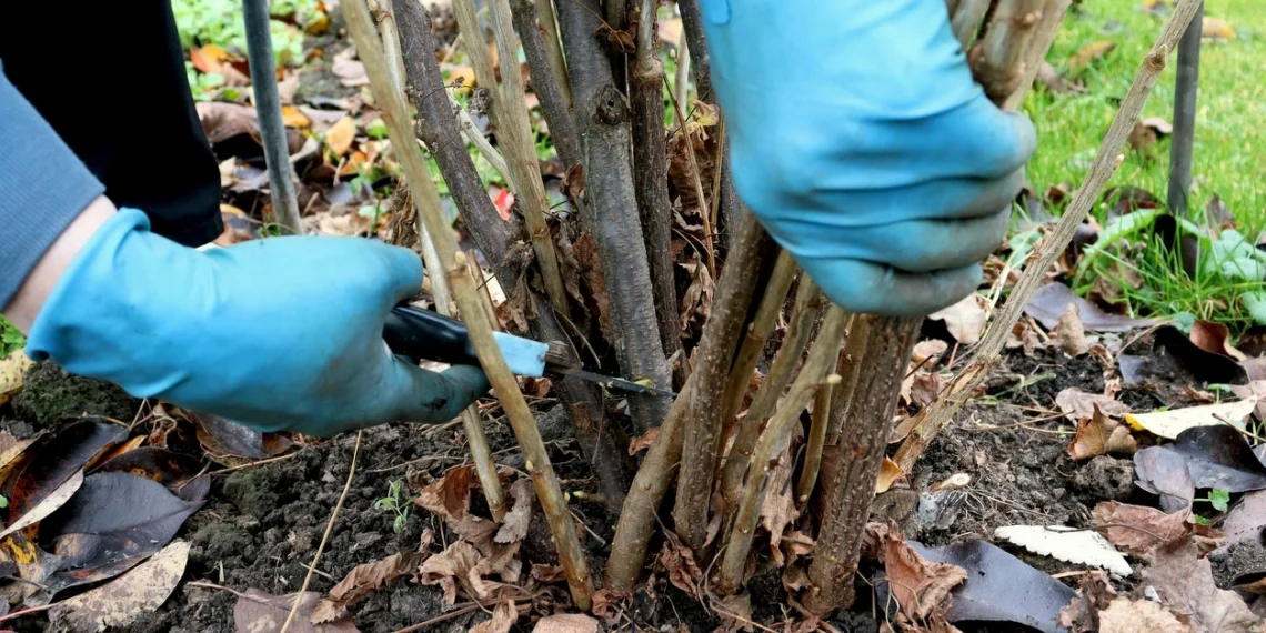 Vasaris – lemtingas mėnuo: kaip pažadinti sodą ir atgaivinti kambarių gėles