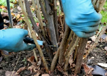 Vasaris – lemtingas mėnuo: kaip pažadinti sodą ir atgaivinti kambarių gėles