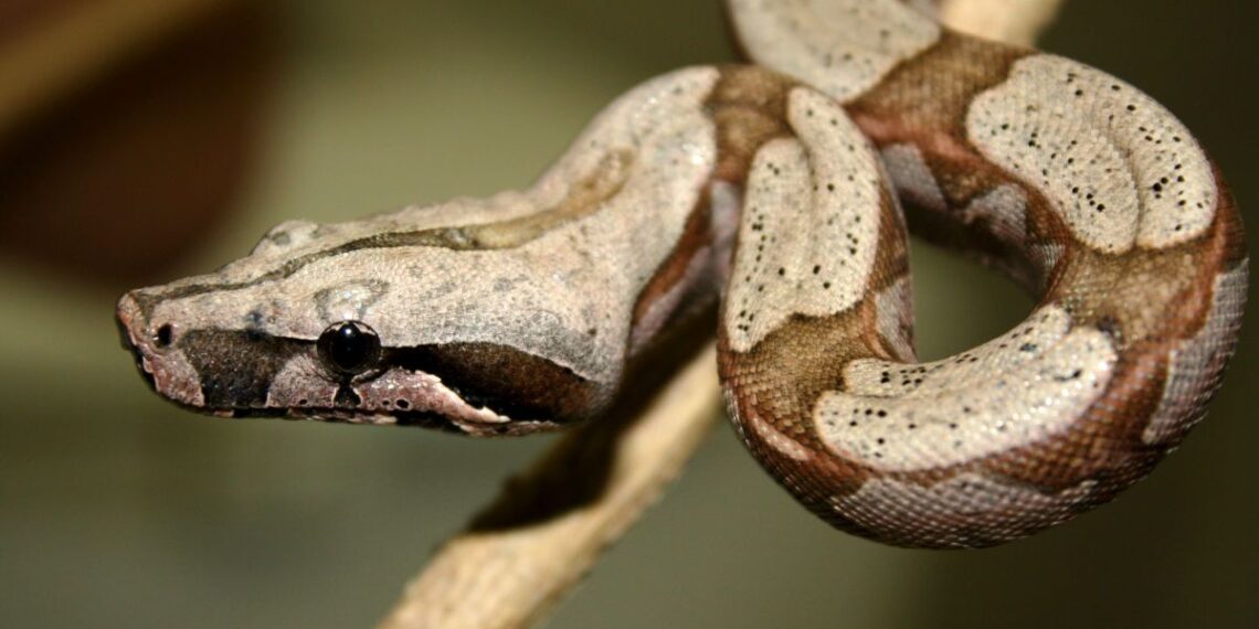 Taivane aptiktas radinys pribloškė mokslininkus: salą kadaise valdė milžiniški smaugliai