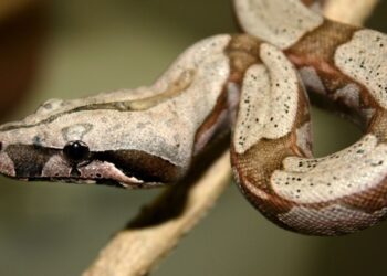 Taivane aptiktas radinys pribloškė mokslininkus: salą kadaise valdė milžiniški smaugliai