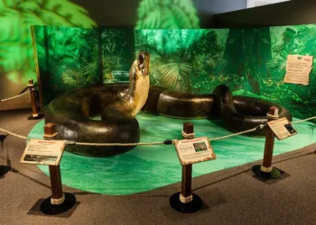Po dinozaurų Žemėje karaliavo milžiniškos gyvatės: Titanoboa galėjo praryti net banginį