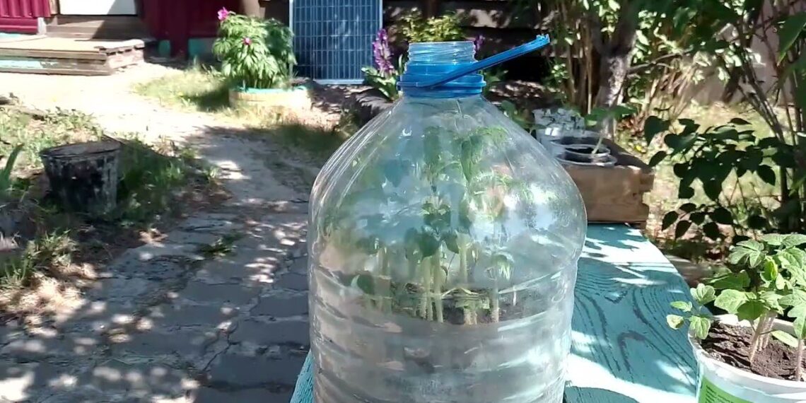 Plastikinis butelis virto šiltnamiu: daigai sudygo beveik visi