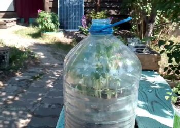 Plastikinis butelis virto šiltnamiu: daigai sudygo beveik visi