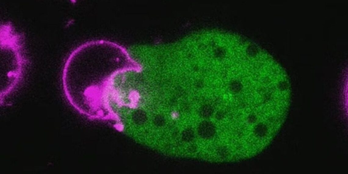 Ar „smegenis pažeidžianti“ ameba plinta ir Lietuvoje? Mokslininkai vertina riziką